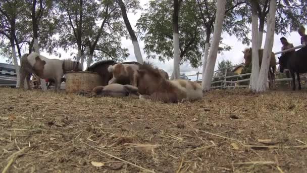 4k, i giovani pony giocano con i loro genitori, un allevamento di pony — Video Stock