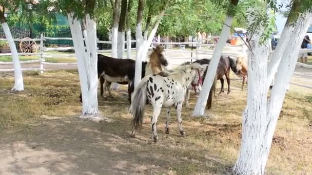 4k, unga ponnyer spela med sina föräldrar, en ponny gård — Stockvideo