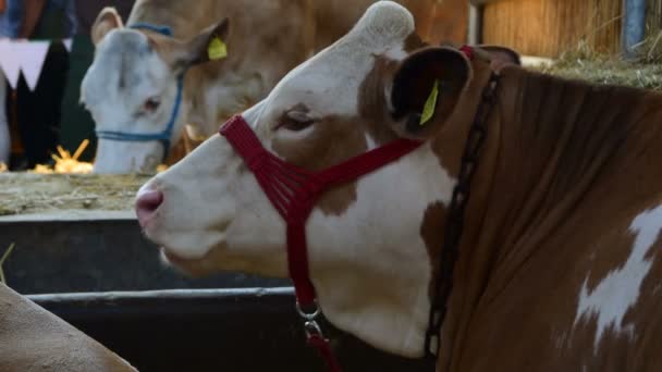 Brown and white cow, close-up, Agricultural Fair, May 18. 2017. Novi Sad, Serbia — Stock Video