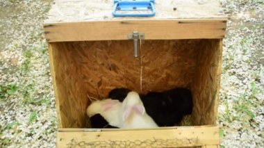 ahşap kafes içinde siyah ve beyaz tavşan