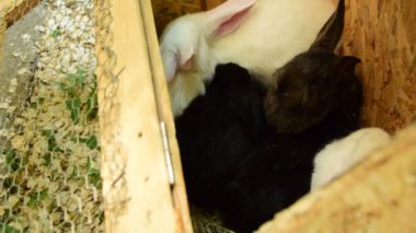 ahşap kafes içinde siyah ve beyaz tavşan