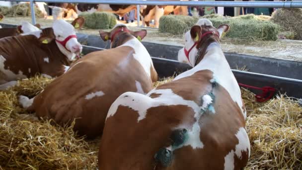 Vacas marrones y blancas encadenadas en un granero lleno de heno acostado, una de ellas tiene heridas en la espalda — Vídeo de stock