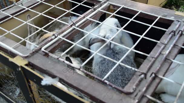 Молодых кроликов держат в клетке — стоковое видео