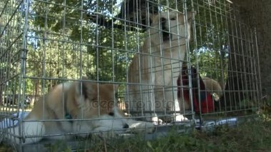 3 ın 1, iki genç Akita yavrularını bir kafes, onları soyulmuş kabuk