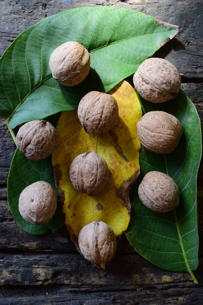 Ořech na žluté a zelené listy, tmavé dřevo, doprovodný — Stock fotografie