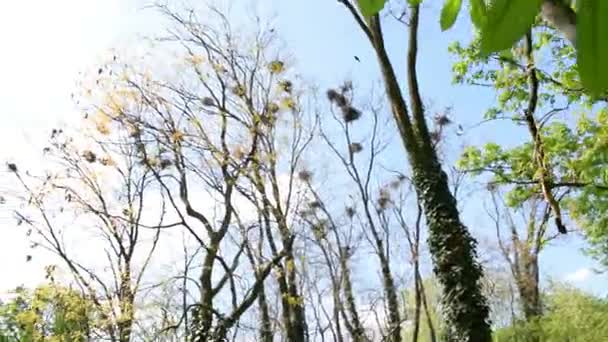 3In Flock Crows Flying Sky Ravens Flight Birds Air Birds — стоковое видео