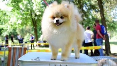 Pomeranian spitz. Dekoratif köpek doğurmak. pom pom