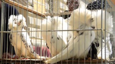 Güvercin, dekoratif güvercin, beyaz Jacobin güvercin kafes içinde