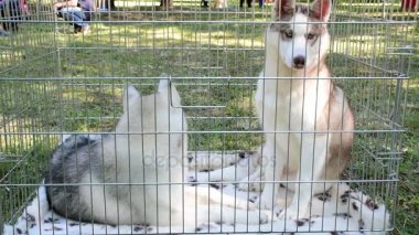 bir kafeste iki genç husky köpek