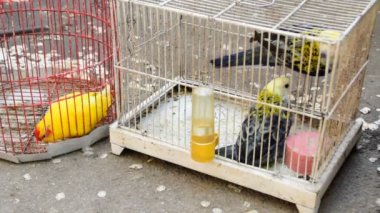 bir kafes, sarı siyah papağan, sarı kuşlar küçük kuşlar