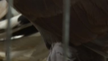 Dekoratif güvercinler, dekoratif güvercinler, kamera güzel tüyleri kuyruk ve baş vücuda, güvercin bacak üzerinden taşır