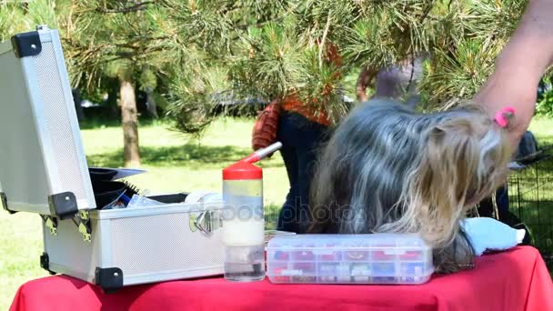 Söta Vackra Yorkshire Terrier Hund Grooming Innan Hunden Showen — Stockvideo