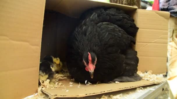 Pollo Negro Con Pollos Una Caja Cartón Con Serrín — Vídeos de Stock