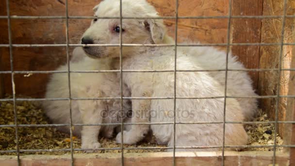 小的白色小狗关在笼子里等待获得通过 — 图库视频影像