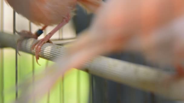 Beine Aus Nächster Nähe Niedlicher Vogelroter Kanarienvogel Käfig — Stockvideo