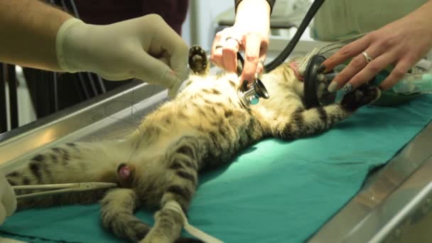 Erkek Kedi Kastrasyon Kedi Sterilizasyon — Stok video