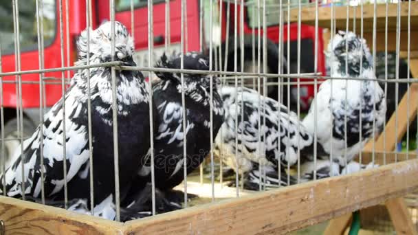 Güvercin Dekoratif Güvercin Beyaz Jacobin Güvercin Kafes Içinde — Stok video