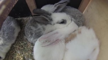 Bir kafeste tuttu genç tavşanlar Close-Up