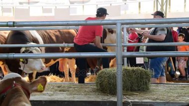 boğa köpek ağızlığı Tarım Fuarı için yapılan geçici Hızma Novi Sad, Sırbistan'da 18 Mayıs 2017 yerleştirerek..