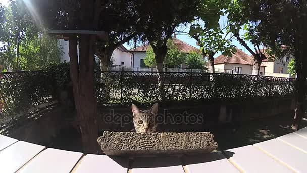 Gato Sube Por Ventana Cámara Lenta — Vídeos de Stock