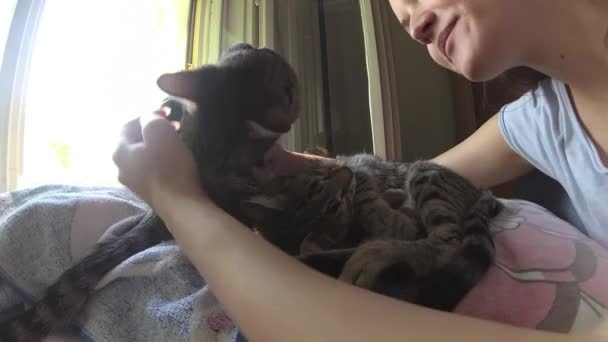 Ung Kvinna Sängen Med Två Katter Gos Kyssar Och Kramar — Stockvideo