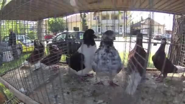 鸽子正在等待他们的新主人在笼子后面的铁网在街头市场 鸟类爱好者正在寻找一只特别的鸟 2017年4月30日尼亚宁 塞尔维亚 — 图库视频影像