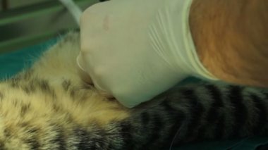 eldiven erkek a hayvan hastalıklarıyla ilgili, elinde bir koyun kedi dikiş