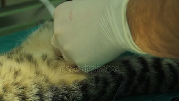 les mains dans les gants d'un vétérinaire masculin cousent un chat castré 