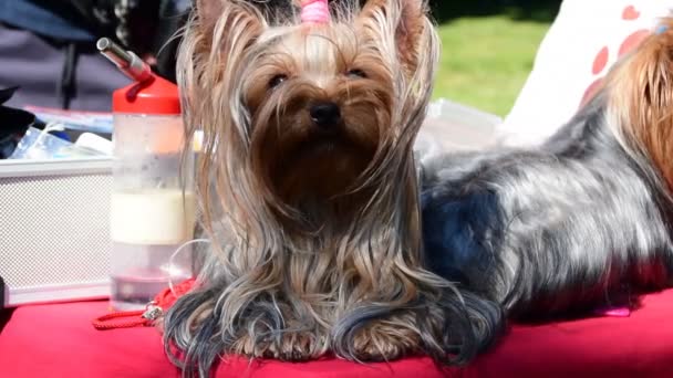 Yorkshire Terrier Hond Liggen Rusten — Stockvideo