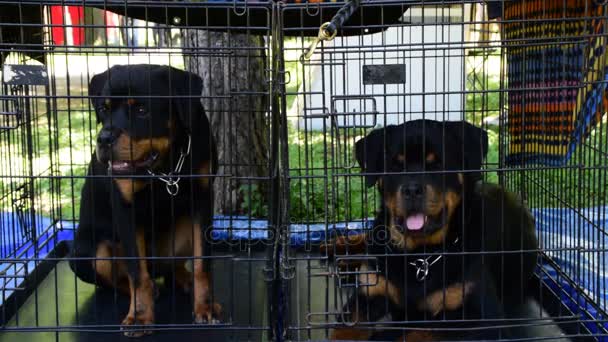 Two Rottweiler Dogs Transporters — Stock Video