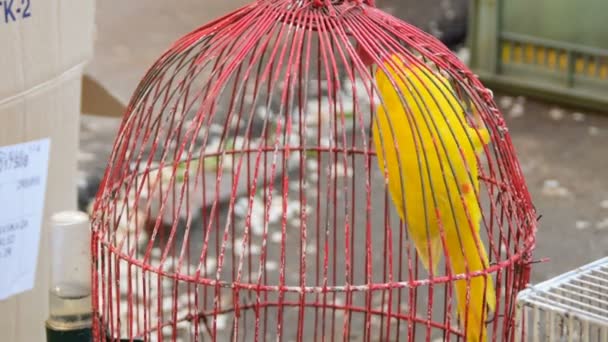 Yellow Parrot Red Cage — Stock Video