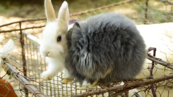 Två Fluffiga Kaniner Kyssar — Stockvideo