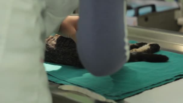 Nurse Veterinary Clinic Plucking Fur Cat Testicles Preparing Him Castration — Stock Video