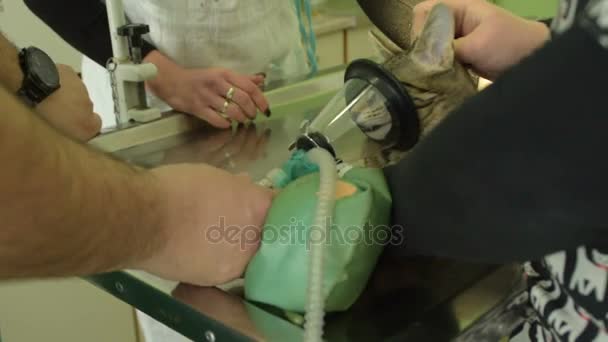 Dierlijke Chirurgie Kat Met Verdoving Ademhaling Circuit Set — Stockvideo
