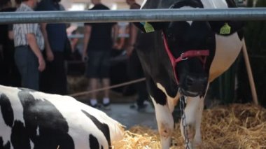 siyah ve beyaz inekler otlatma ve bir ahır, Novi Sad, Sırbistan,'tarım fuarına Mayıs 2017 dinlenme.