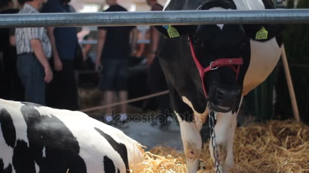 Vacas Pretas Brancas Pastando Descansando Celeiro Feira Agrícola Novi Sad — Vídeo de Stock