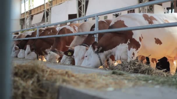 Vacas Marrones Blancas Encadenadas Granero Lleno Heno — Vídeos de Stock