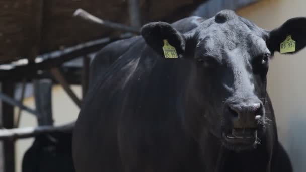 Black Angus Cow Grazing — Stock Video