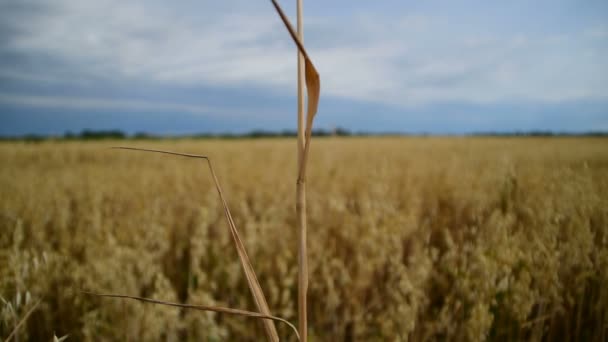 Planta Entera Cereales Abajo Hacia Arriba Campo Grano Fondo — Vídeos de Stock