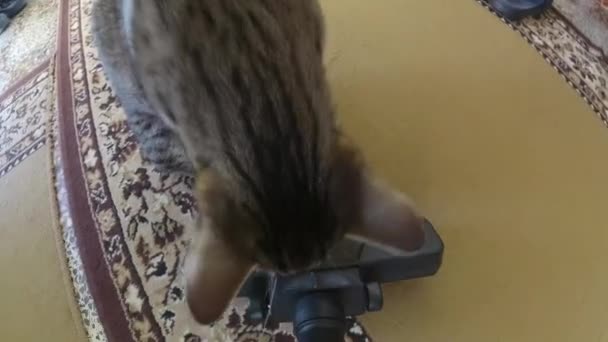 Γάτα Παίζει Μια Ηλεκτρική Σκούπα Στην Αίθουσα Τρόπος Για — Αρχείο Βίντεο