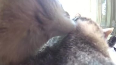 Birbirimizi temizlik iki kedi closeup 