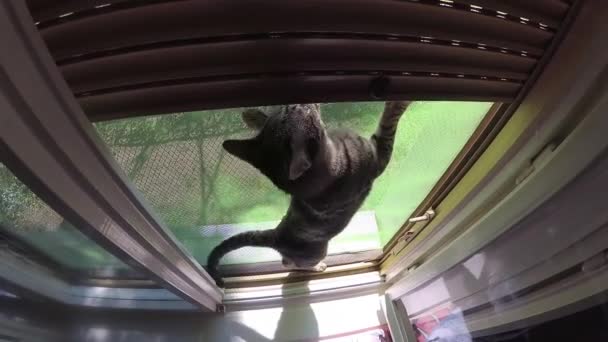 Giovane Gatto Nella Cornice Della Finestra Gioca Con Stessa — Video Stock