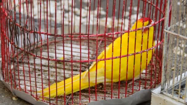 Perroquet Jaune Dans Une Cage Rouge — Video