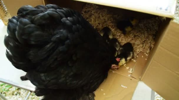 妈妈和小鸡在盒子里 — 图库视频影像
