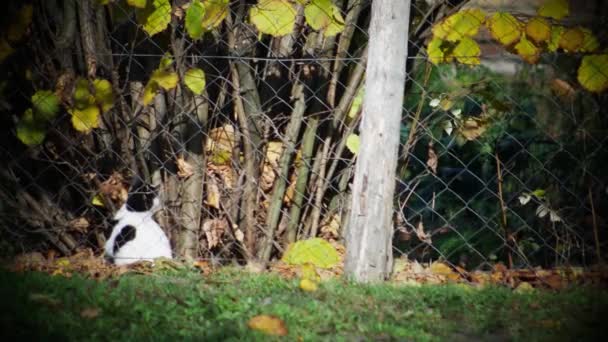 Czarno Biały Kot Jest Rozgrywany Krzakach — Wideo stockowe