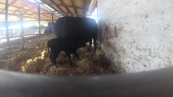 Vaca Mãe Com Bezerro Após Nascimento — Vídeo de Stock