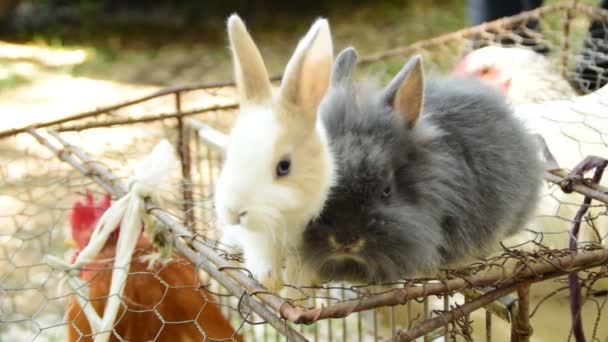 Dos Conejos Mullidos Enamorados — Vídeo de stock