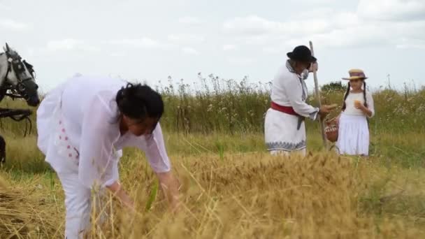 Getreidesammeln Auf Dem Feld Juli 2017 Zrenjanin Vojvodina Serbia — Stockvideo