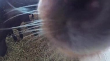 Komik inek 12 1 otlatma ve kamerayı kontrol