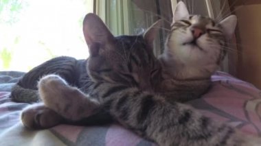 İki kedi birbirlerine Temizleme